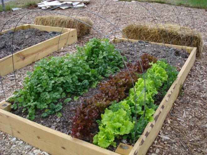 Come creare un piccolo orto nel giardino di casa?