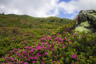 Fiorellini primaverili: quali sono?