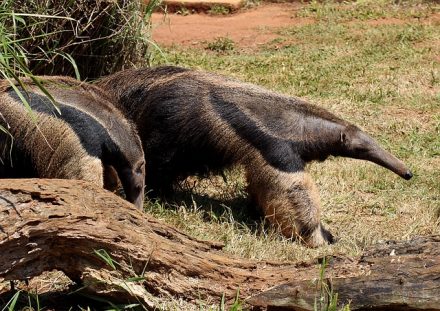 Oritterotopo, lo strano mammifero africano ghiotto di formiche