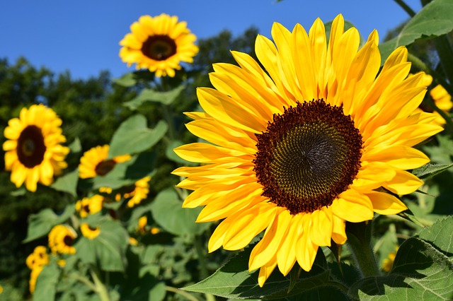 Girasole: descrizione e significato del fiore
