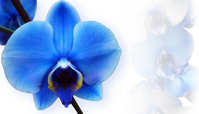 Orchidea blu: caratteristiche, proprietà e coltivazione