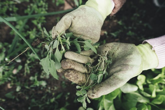 Diserbante fai da te: le migliori soluzioni