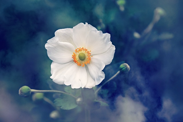 Anemone: significato e descrizione del fiore
