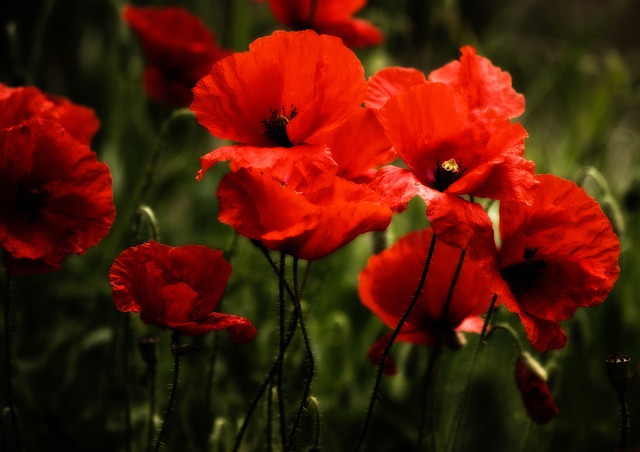 Papavero: descrizione e significato del fiore