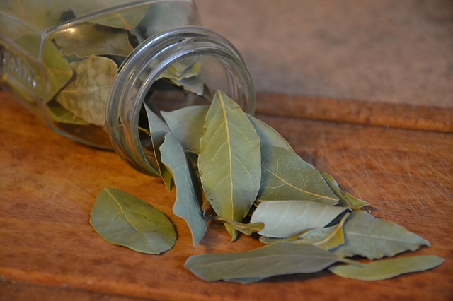 foglie alloro