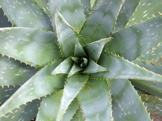 Aloe Vera Flower Green Herb  - Elstef / Pixabay