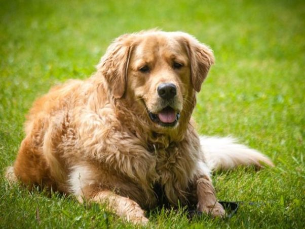 cane