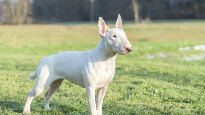 Cane dalla testa molto larga: che caratteristiche ha il bullterrier? Che indole ha?