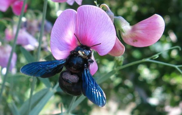 Parassiti di piante fiorifere: quali danni fanno gli acari alle piante? Come allontanarli?