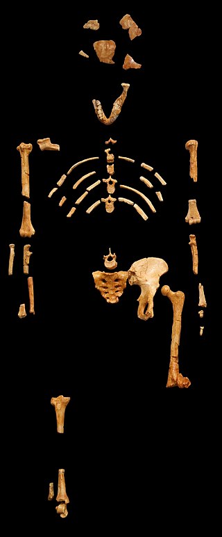 Trovò Lucy l’australopiteco: chi è Donald Johanson? Cosa si sa della sua scoperta?